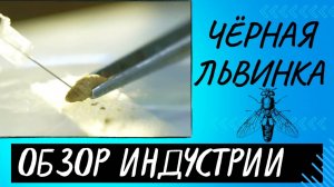 Чёрная львинка. Обзор индустрии.