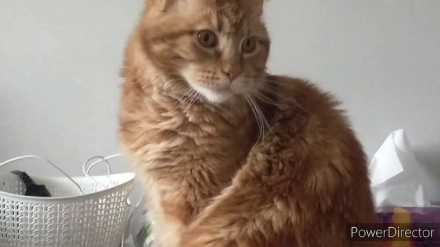 Sansa)Стулья на завтрак? смотреть онлайн