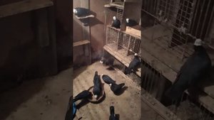 голуби бакинский  белоголовые Чили