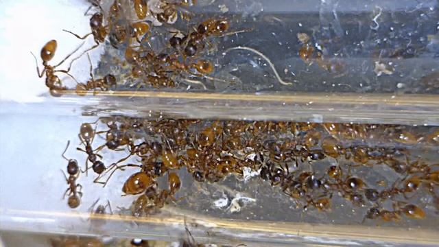Live Ant Colony: Myrmica rubra in Action смотреть онлайн