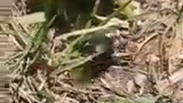 Meloidae смотреть онлайн