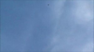 пакистанские голуби.