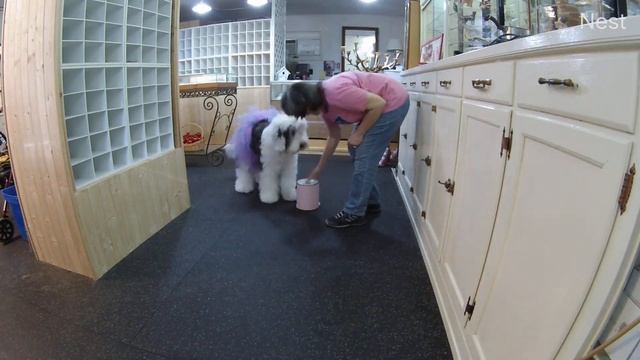 Deaf Dog Animal Actors Black Card, 1B Wear Clothes (Tutu & Tiara + Magic Wand) смотреть онлайн