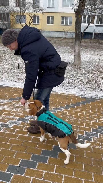 Работаем над командой рядом, с вниманием в глаза, тяжело, но старается #дрессировкасобак смотреть онлайн