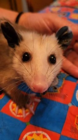 Baby Opossum survived attack and is nearly healed.