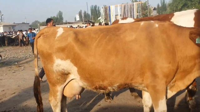 YANGI QORGON MOL BOZORIDAN QISQACHA VIDEO