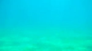 Abu Dahab Squalo chitarra - Rhinobatus Halavi - Halavi Guitarfish