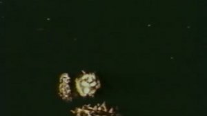 Лафертовская маковница