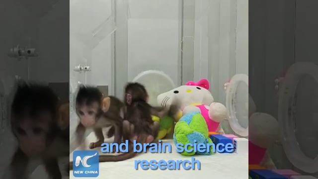 Monkeys cloned in a lab in China смотреть онлайн