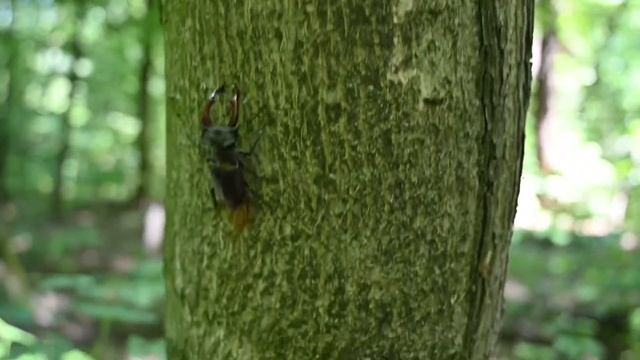 Момент з життя жука оленя. Lucanus cervus, stag beetle, жук олень смотреть онлайн