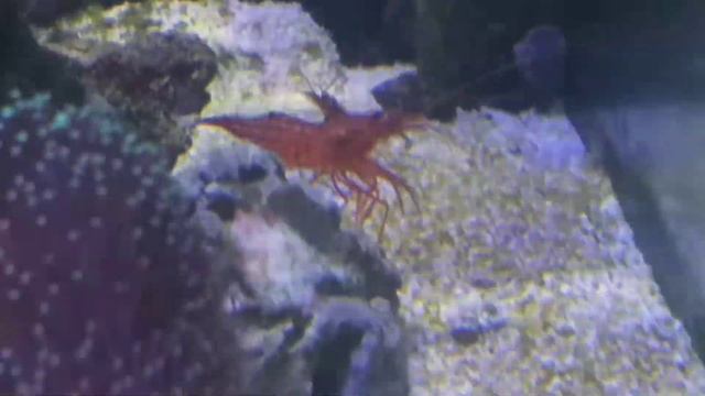 camarão bailarino e camarão stenopus🦩😜 смотреть онлайн