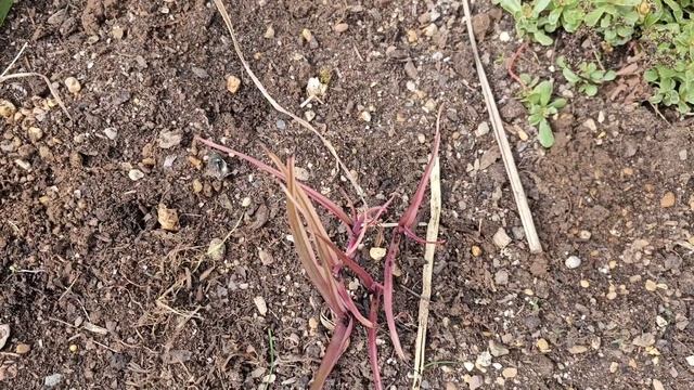 Sadzę do gruntu Nerinę i mrozoodporną Zwartnicę #ogród #nerine #zwartnica смотреть онлайн