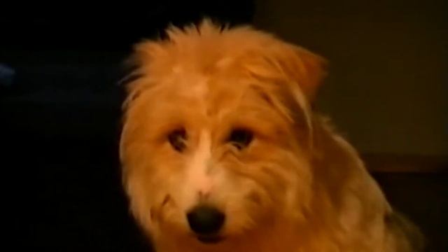 Наши собаки . 2 серия. смотреть онлайн