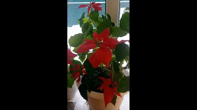 #рождественский_огонь Рождественский огонь моей мамы! смотреть онлайн