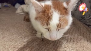 Стоит ли давать кошкам колбасу