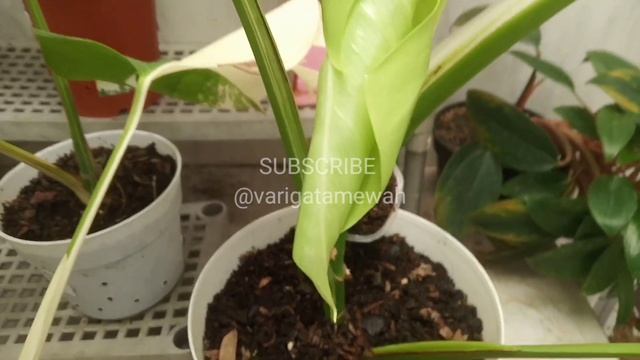 Cara Mengembalikan Tanaman Philodendron Variegata Yang Durhaka Menjadi Variegata Yang Menor смотреть онлайн