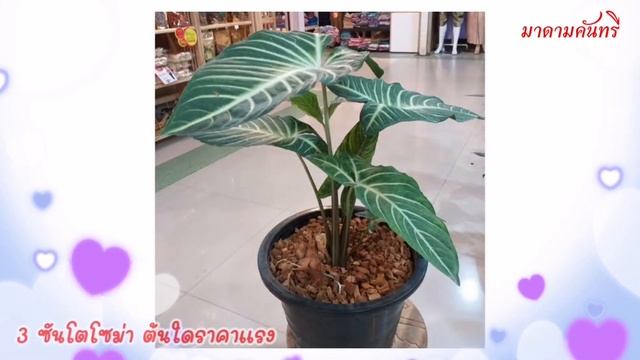 3 ซันโตโซม่า(xanthosoma)ตัวใดราคาแรงสุด/วิธีดูแล#มาดามคันทรี่ смотреть онлайн