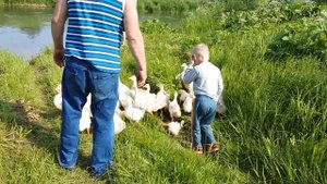 Гуси-Гуси...га-га-га