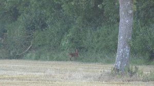 Roy calls bucks... and vermin