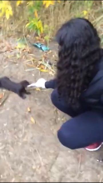 Кормим норку. Астрахань. Mink. Wild animals смотреть онлайн