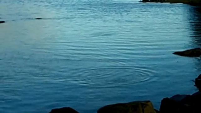 King Salmon running смотреть онлайн