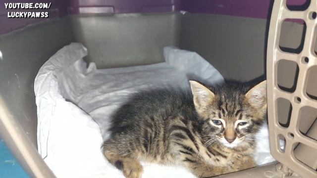 Dad saved a street kitten on a rainy day. months later mom feeds kitten | Happy Kitten | Lucky Paws смотреть онлайн