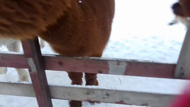 Альпаки смотреть онлайн