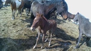 Бірінші құлын...Первый жеребенок 2019 года...