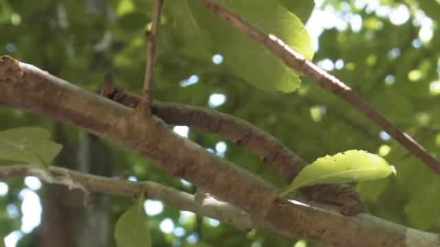 シャクガの幼虫　詳細は不明 смотреть онлайн