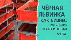 Чёрная львинка как бизнес. Часть первая. Мука протеиновая.