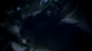 Мохноногий тушканчик