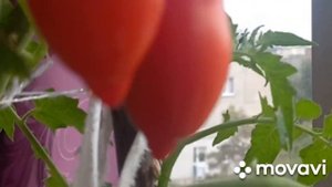 🍅505🍅ВКУСНЕЙШИЕ ТОМАТЫ на балконе и на даче! ТОМАТ "Детский сладкий ".🍅🍅🍅💕👍👌🙏❤️💥💥💕🌞🌞🌞