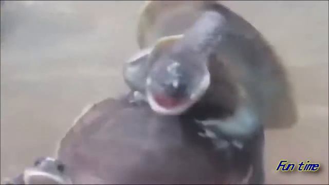 Я РЖАЛ ПОЛЧАСА - ЛУЧШИЕ ПРИКОЛЫ 2018 смотреть онлайн