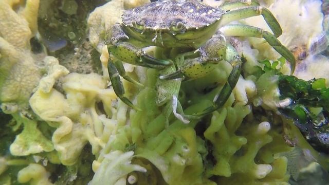 Green shore crab (Carcinus maenas) - Krabbenkreek Sint-Annaland (Netherlands) 5-9-2021 смотреть онлайн