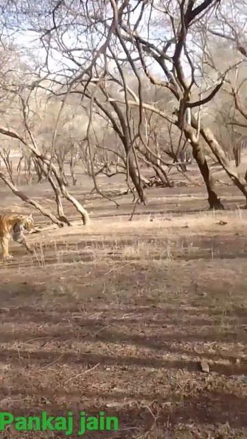 female tiger riddi#rajasthan #wildlifephotography #india #photographer #today #wildlife #instagram смотреть онлайн
