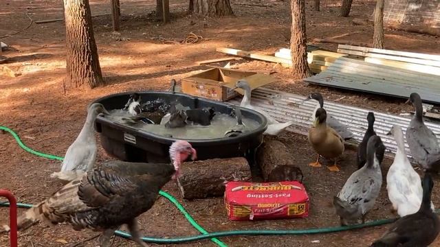 Identifying Male and Female Ducks | Gender in Ducklings смотреть онлайн