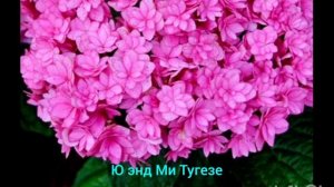 КАТАЛОГ КРУПНОЛИСТНЫХ ГОРТЕНЗИЙ НА ВЕСНУ 2025