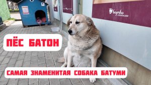 Пёс Батон - самая знаменитая собака Батуми. Добрая и ласковая булочка - жужа, которую любят все.