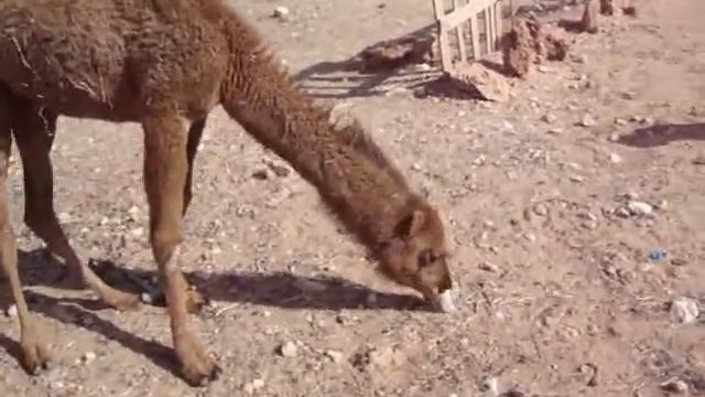 Le chameau qui adore le thé,filmé par Zak à Ghardaia Avril 2011.wmv смотреть онлайн