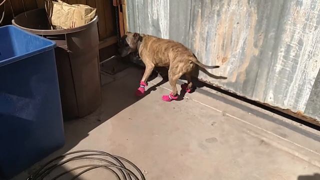 Pit Bull in Pink Boots смотреть онлайн