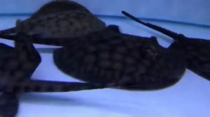 [2017.05.18] Potamotrygon marinae 18~23cm from aquamonster taiwan