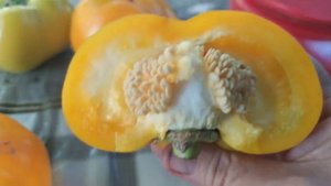 Перец ратунда желтая. Самый вкусный перец сезона 2023.