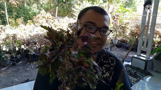 UNBOXING + BAGI2 MIANA SULTAN GRATIS смотреть онлайн