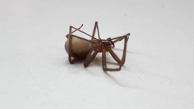 Hembra Loxosceles Laeta embarazada смотреть онлайн