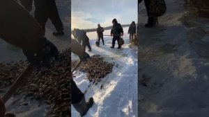 Невод (Мунха) Древний способ ловли карасей у якутов🎣