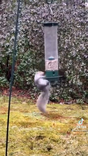 Топ видио.очень смешное  ,очень милая белочка интересно бы взглянуть на все ее глазами смотреть онлайн