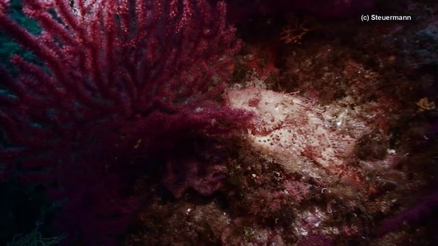 red scorpionfish - Scorpaena scrofa смотреть онлайн