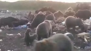 Медведи на свалки в 30 км от магадана 😱😱😱