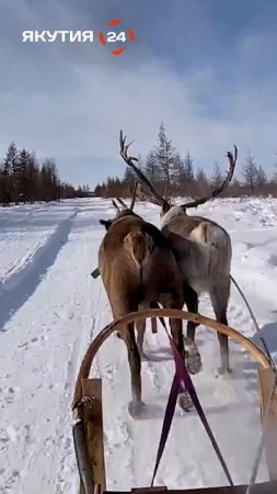 Катание на оленьих упряжках по белоснежным тропам Якутии