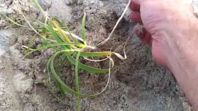 Asiatic Sand Sedge (Carex kobomugi) single plant смотреть онлайн